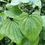 Dioscorea villosa Leaf