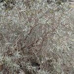 Cneorum pulverulentum Habit