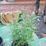 Senecio squalidus Fula