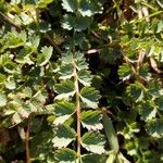 Sanguisorba minor Leaf