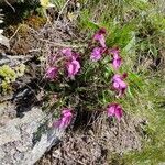 Pedicularis kerneri Flower