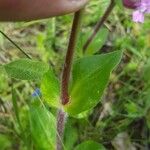 Silene dioica 葉