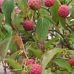 Cornus kousa Fruto