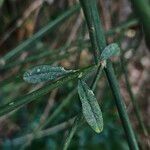 Genista aetnensis Leaf