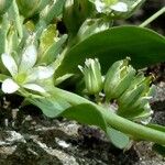 Telephium imperati Floare