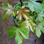 Jatropha gossypiifolia Folio