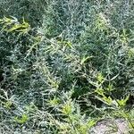 Urtica cannabina