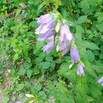 Campanula trachelium 花
