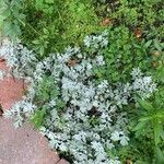 Artemisia stelleriana Fuelha