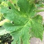 Heracleum lanatum Leaf