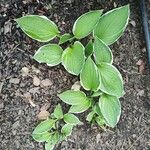 Hosta plantaginea Blatt