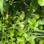 Passiflora foetida Cvet