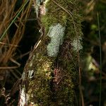 Erica arborescens Kora