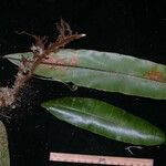 Oleandra articulata Autre