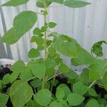 Parietaria floridana Hoja