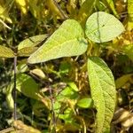 Glycine max Leaf