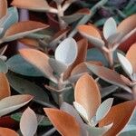 Kalanchoe orgyalis عادت داشتن