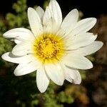 Arctotis aspera Λουλούδι