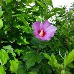 Hibiscus syriacusFlower