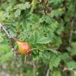 Rosa omeiensis Froito