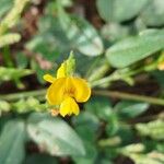 Zornia latifolia Flor