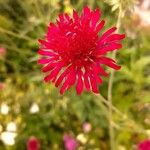 Knautia macedonicaBlodyn