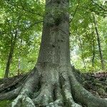 Fagus orientalis Bark