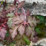 Geranium robertianum Folha