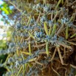 Achillea cretica Blad