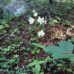 Silene stellata موطن