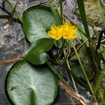 Nymphoides peltata পাতা