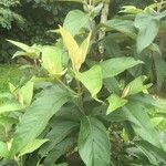 Callicarpa pedunculata Lapas