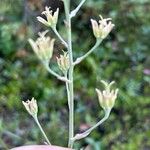 Anticlea elegans Frutto