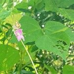 Phaseolus lunatus 花