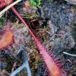 Drosera × obovata ഇല