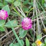 Gomphrena celosioides Blomst