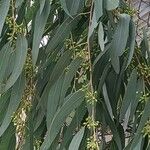 Eucalyptus ovata ഇല