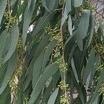 Eucalyptus ovata Blad