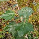 Populus × canescens Habit