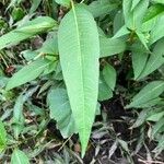 Polygonum lapathifolium Hoja