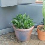 Haworthia turgida Leaf