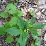 Ranunculus recurvatus Leaf