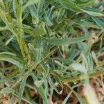 Zoegea leptaurea 葉