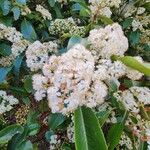 Photinia serratifolia Blüte