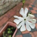Silene undulata Fleur