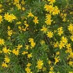 Euryops chrysanthemoides Lapas