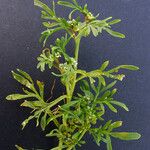 Lepidium squamatum موطن