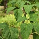 Acer capillipes Folha