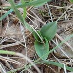 Spiranthes spiralis Листок