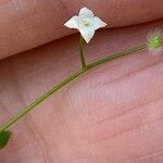 Galium rotundifolium Λουλούδι